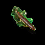 Relax Lures Wingshad Brown Yellow Grey Silver Glitter (9cm)