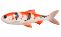 Pulzbait Roach Kit 15cm-Koi Carp
