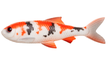 Pulzbait Roach Kit 15cm-Koi Carp