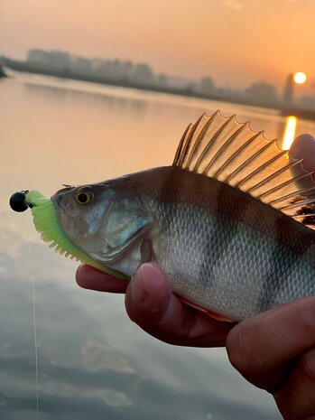 Toppies Skeletonius Blue Limey (10cm)