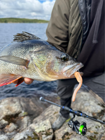 Toppies Wormius Mud Pepper (9.5cm)